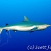 shark_greyreef_kk_h_0705_png1537.jpg